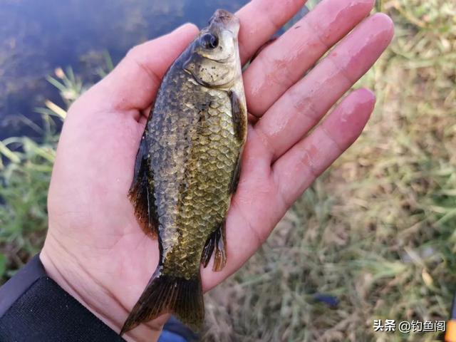 土鯰與塘鲺分不清？盤點常被誤認的魚類-圖7