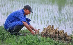 稻田養(yǎng)鴨，不是糟蹋而是大有益處！-圖18