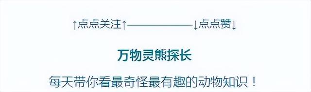 稻田養(yǎng)鴨，不是糟蹋而是大有益處！-圖19