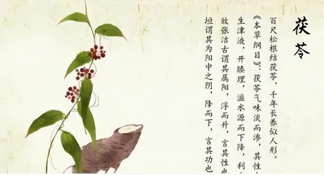 馬博士女性養(yǎng)生館，藥食同源，揭秘茯苓健脾滲濕功效-圖2